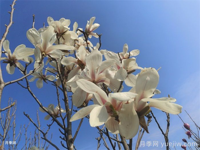 詩(shī)歌寄語(yǔ)玉蘭花(圖1)