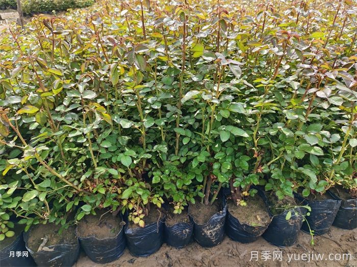 春季苗木移栽沒(méi)有成活，總結(jié)苗木死亡的八大原因(圖1)