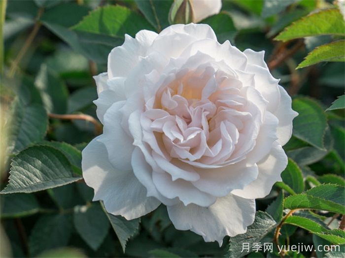天狼家香氣四溢的月季清單，讓花園充滿浪漫氣息！(圖2)
