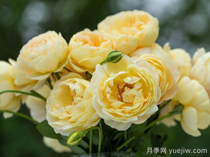 天狼家香氣四溢的月季清單，讓花園充滿浪漫氣息！(圖3)