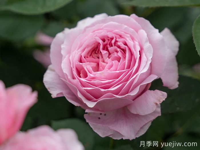 天狼家香氣四溢的月季清單，讓花園充滿浪漫氣息！(圖4)