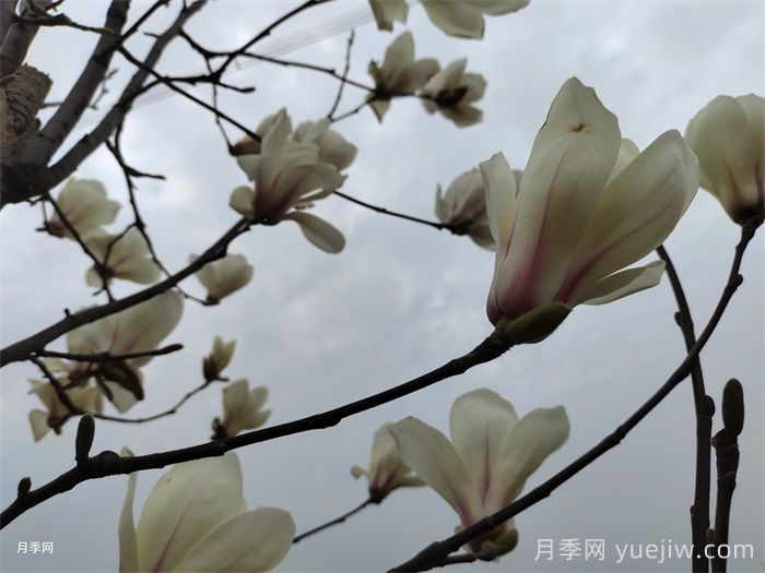 六種玉蘭介紹：白玉蘭、紫玉蘭、二喬玉蘭、望春玉蘭、飛黃玉蘭、寶華玉蘭(圖3)