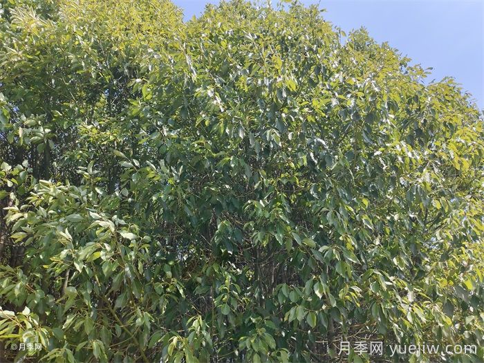 公園常見(jiàn)植物配置表(圖1)