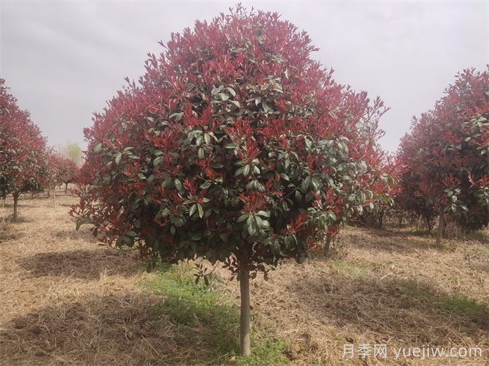 公園常見(jiàn)植物配置表(圖2)