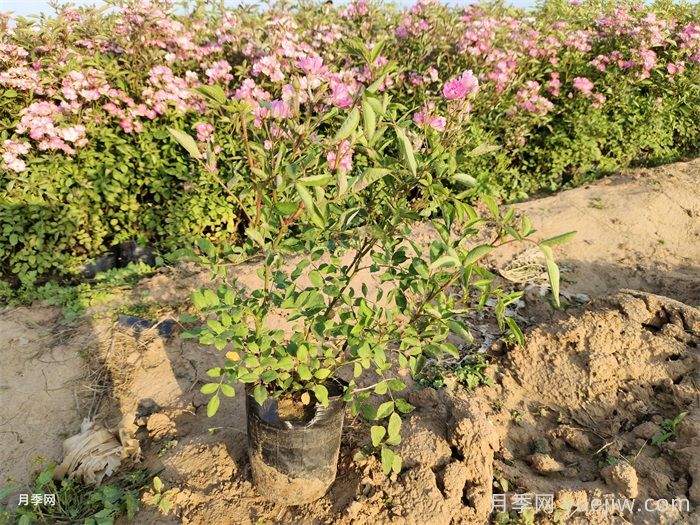 月季有三個(gè)坑，養(yǎng)月季花有哪三怕？(圖2)