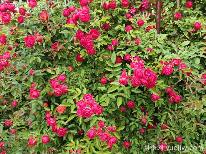 推薦13個(gè)藤本植物爬到花墻，開(kāi)出一片花海(圖2)