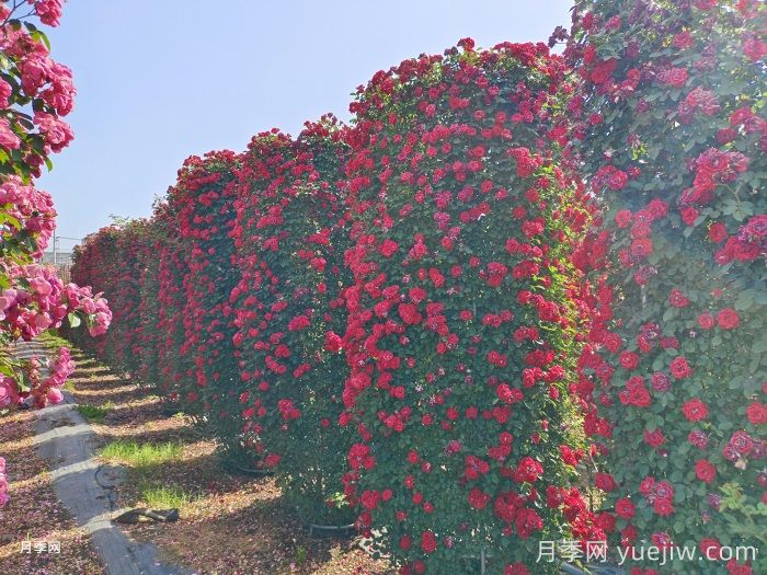 推薦13個(gè)藤本植物爬到花墻，開(kāi)出一片花海(圖1)