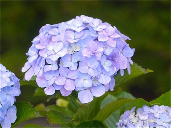 繡球花花語和寓意？繡球花怎么養(yǎng)？(圖1)