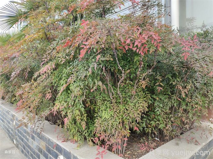 植物介紹：南天竹(圖1)