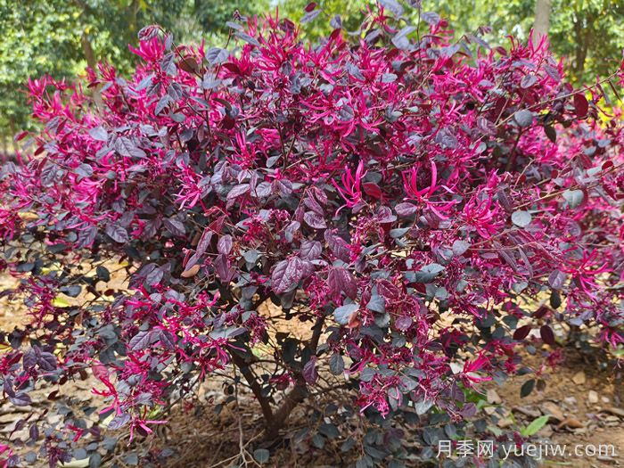 庭院低維護(hù)長效植物推薦，打造你的專屬小院子(圖1)