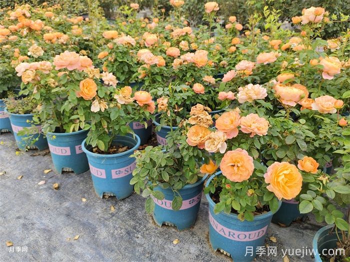 南陽市臥龍區(qū)森景月季基地(圖4)