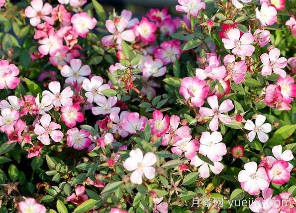 月季推薦，杏花雨(圖1)
