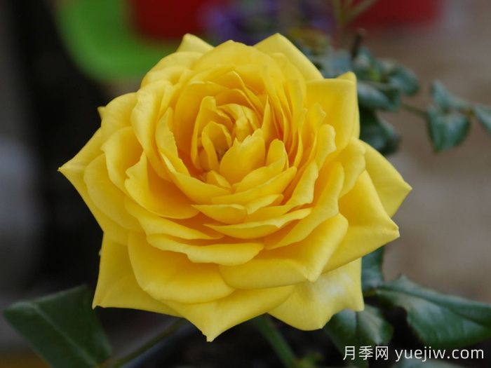 陽(yáng)光海灘月季/永遠(yuǎn)的陽(yáng)光海岸(圖4)