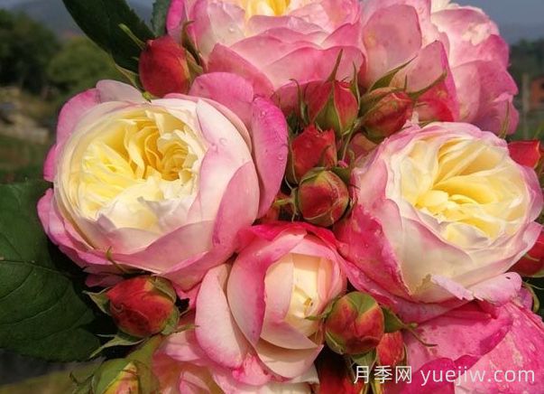 月季推薦，和室月季(圖1)