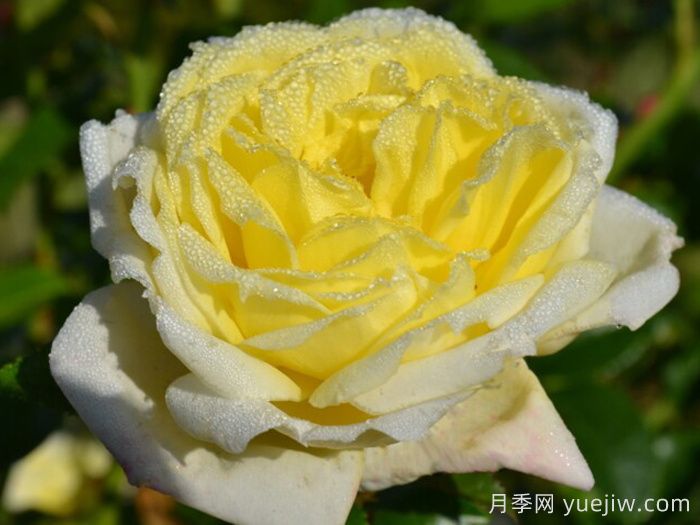 大赦國(guó)際月季/檸檬雪酪月季(圖1)