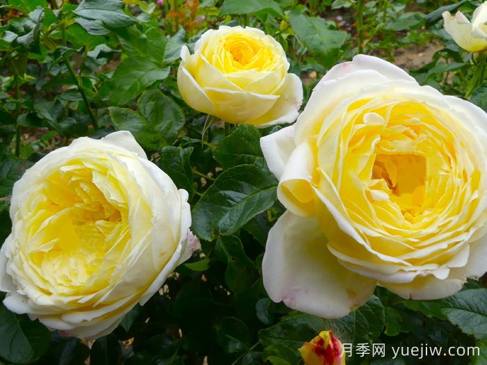 大赦國(guó)際月季/檸檬雪酪月季(圖2)