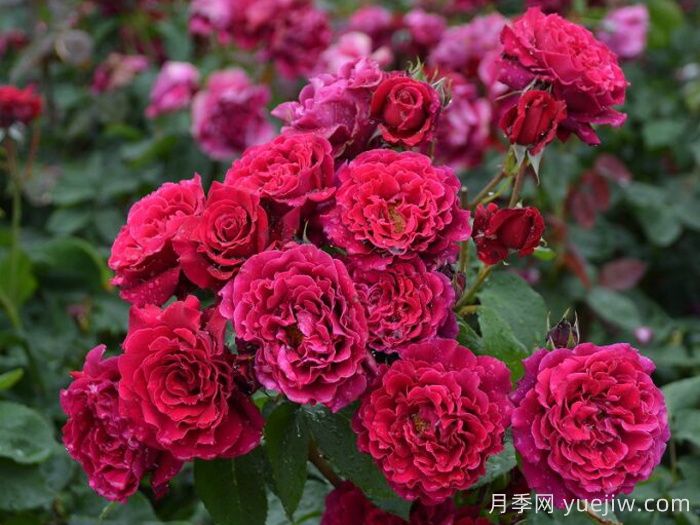 月季推薦，紅丘月季(圖1)