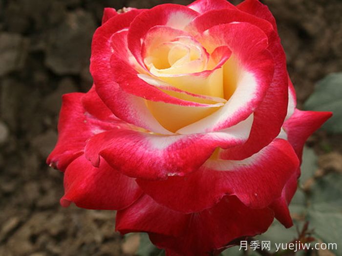 如果只能養(yǎng)一棵月季花，那么就在這5個品種中選擇(圖3)