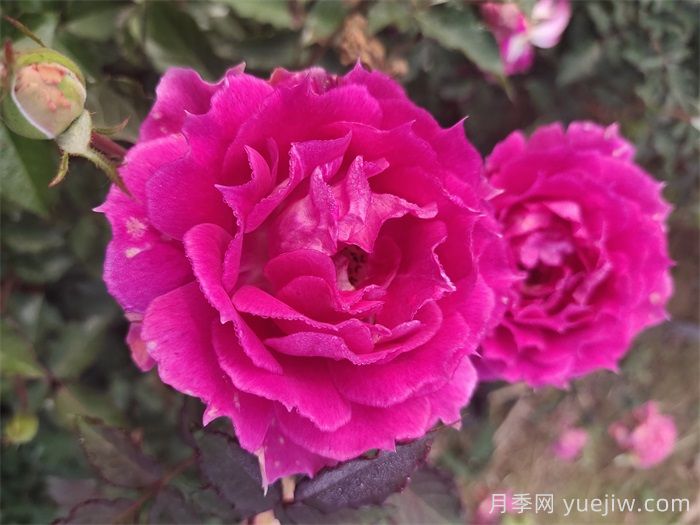 如果只能養(yǎng)一棵月季花，那么就在這5個品種中選擇(圖4)