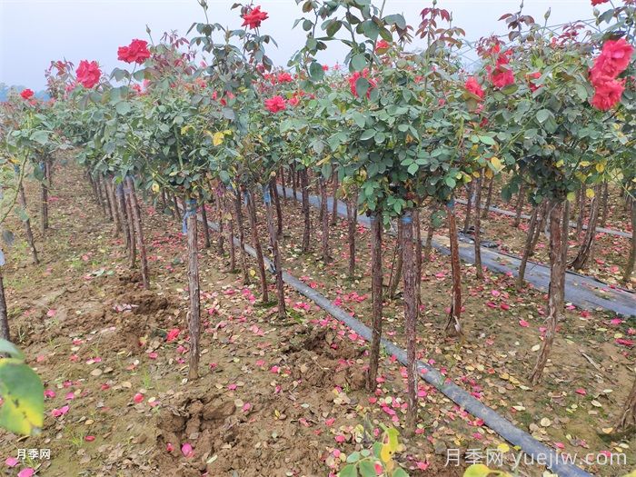 怎樣讓新栽的月季樹快速生根？(圖3)