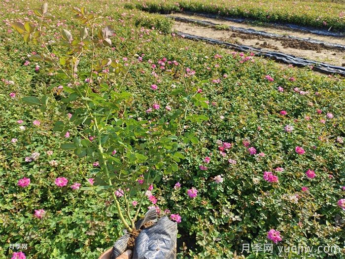 月季花打藥濃了怎么辦？(圖1)