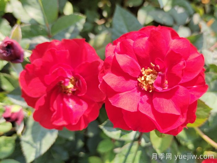 推薦5款豐花月季品種，園林綠化耐熱耐曬(圖1)