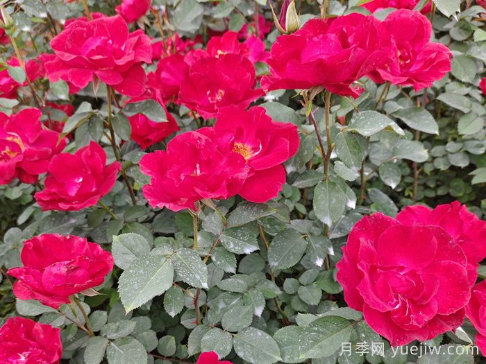 推薦5款豐花月季品種，園林綠化耐熱耐曬(圖2)