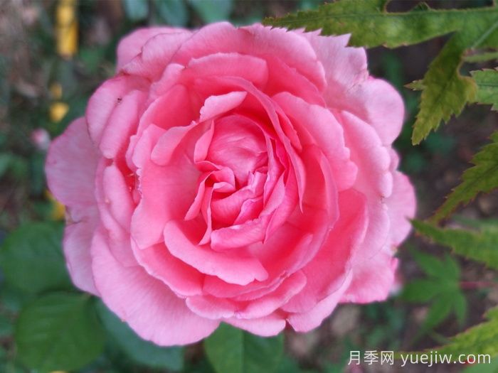 月季，即成美景，也能入藥(圖1)