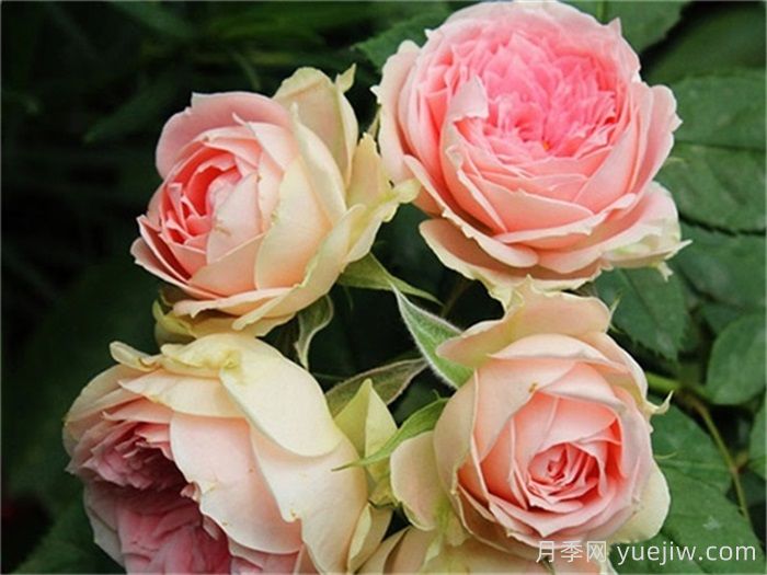 推薦非常好養(yǎng)的6個(gè)微型月季品種(圖3)