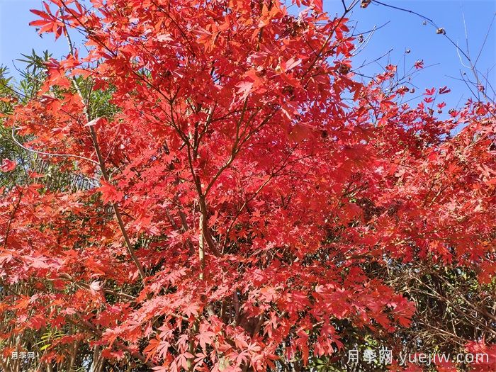 中國紅楓、美國紅楓、日本紅楓、加拿大紅楓的區(qū)別對比(圖2)