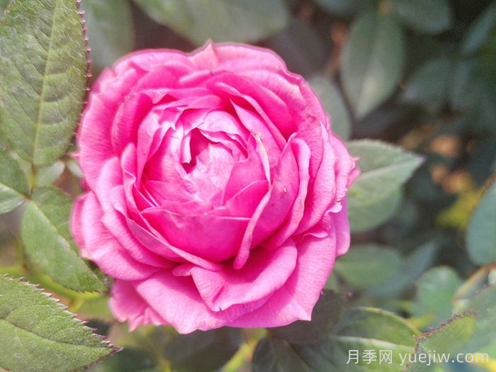 精選贊美月季的詩(shī)詞十首(圖3)
