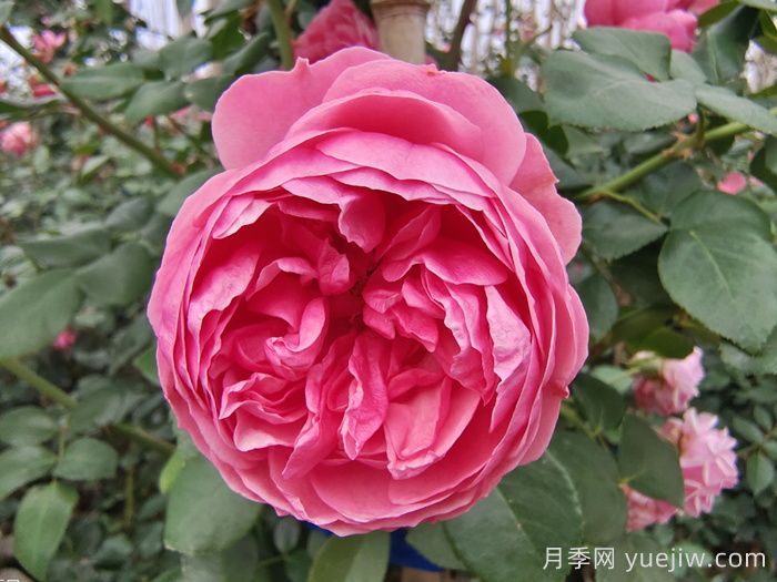 精選十首贊美月季花的古詩詞，夢回唐宋看月季花開！(圖1)