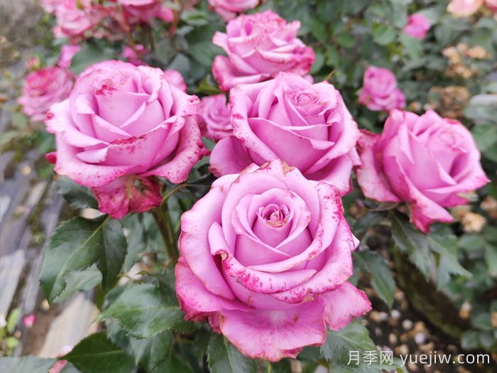 5個月季詩句和譯文(圖1)