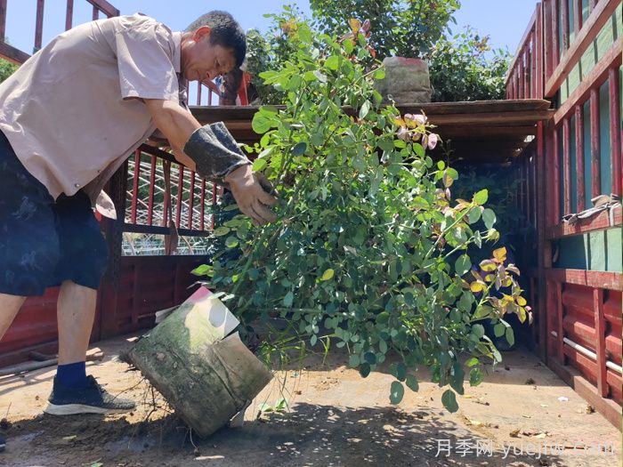月季出秋筍，教你兩個月養(yǎng)成大壯枝(圖1)
