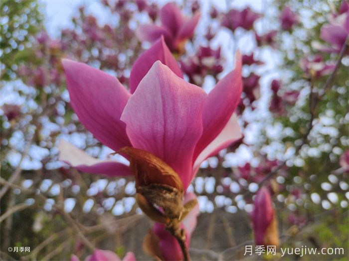 南召縣皇后鄉(xiāng)玉蘭苗木產(chǎn)業(yè)飄香致富路(圖1)