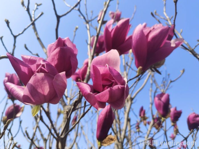 庭院栽上一棵玉蘭花，花團(tuán)錦簇滿院飄香(圖1)