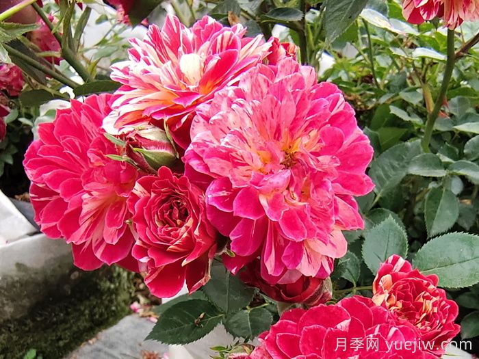 如何選擇適合自己的月季花？(圖1)