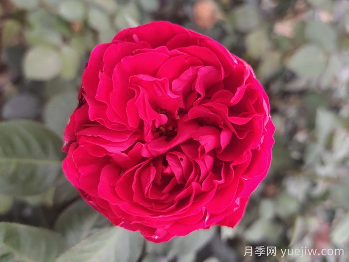 推薦三個顏色亮眼的月季花品種(圖1)
