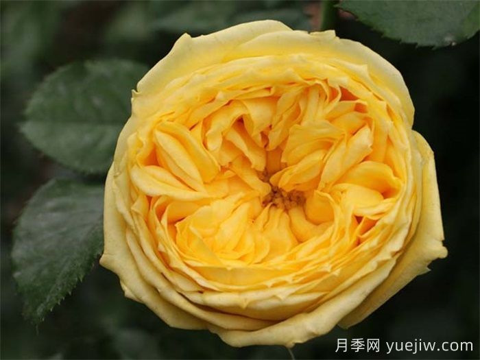 推薦三個顏色亮眼的月季花品種(圖2)