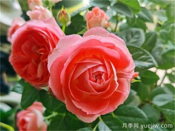 陽臺(tái)黨必入的3個(gè)月季花品種(圖2)
