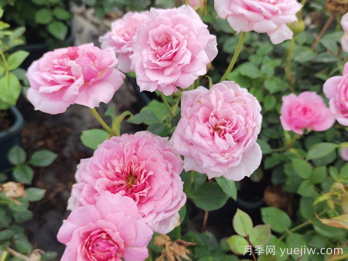 陽臺(tái)黨必入的3個(gè)月季花品種(圖3)