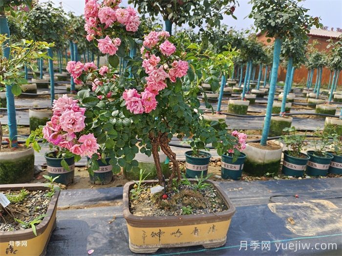 古樁盆景月季，既有顏值，又有價值(圖1)