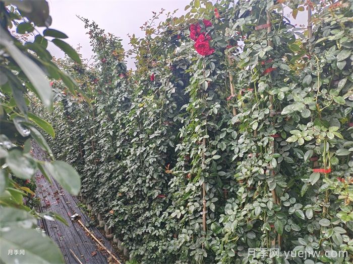 藤本月季不開花什么原因？可能是這6點(圖2)