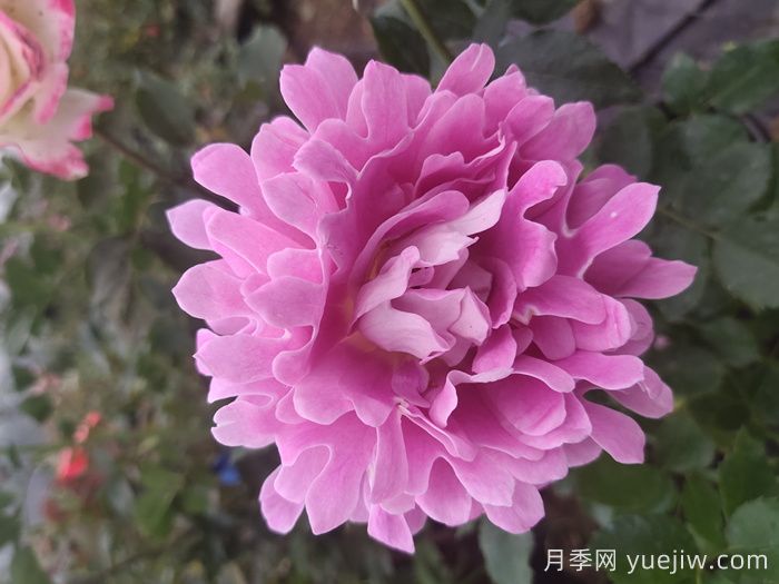 歐月和月季花的區(qū)別你知道嗎？(圖1)