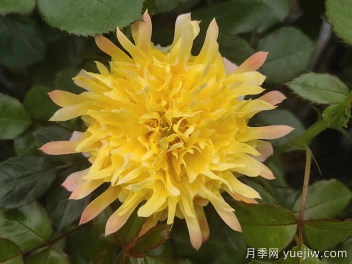 歐月和月季花的區(qū)別你知道嗎？(圖2)