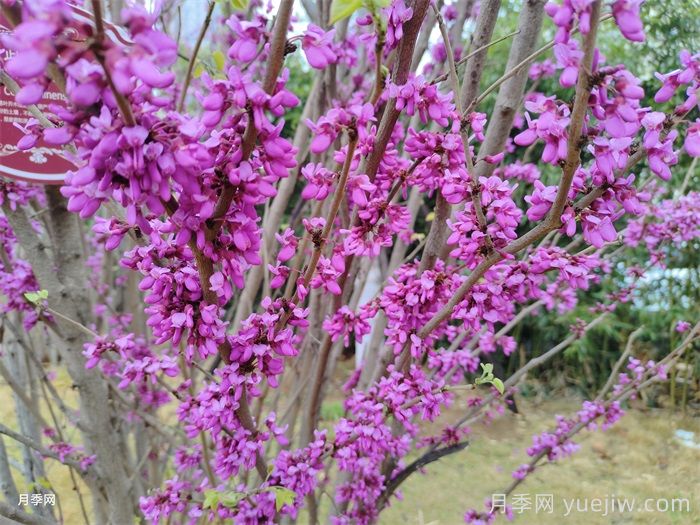 苗木中紫薇樹(shù)與紫荊樹(shù)怎么分辨？(圖2)