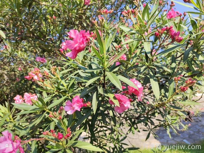 四類花木在庭院種植時(shí)要避開(圖2)