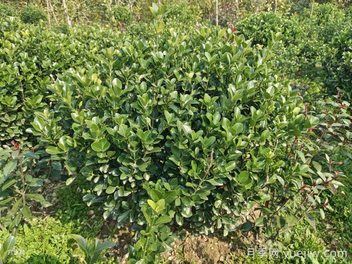小葉黃楊小苗和大葉黃楊小苗的區(qū)別(圖1)