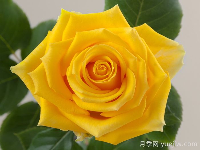 燈塔月季(圖1)