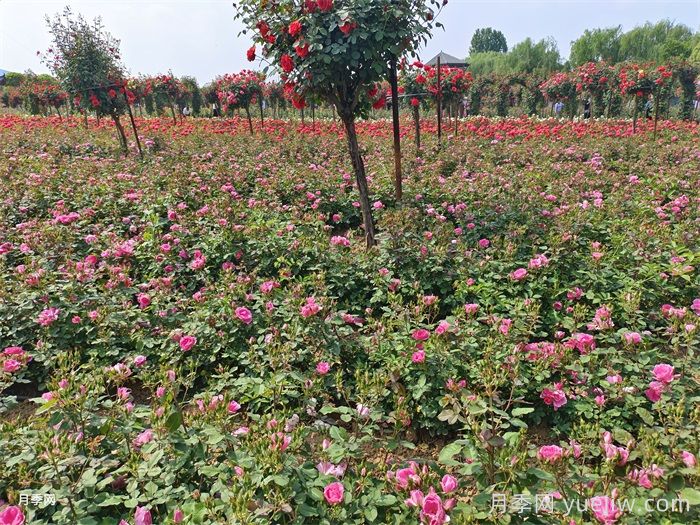 月季花的養(yǎng)殖方法和注意事項總結(jié)(圖3)
